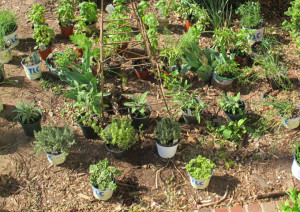 Herb Garden