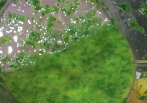 Basil Oil