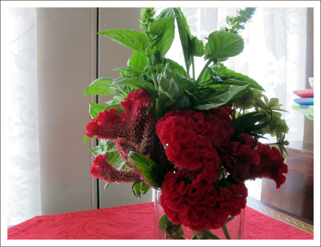 Red cockscomb with basil